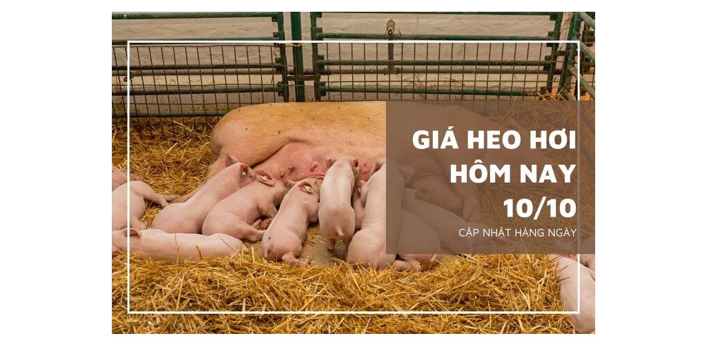 Giá heo hơi hôm nay 2/10/2023 không có biến động mới. Hiện thị trường ba miền đang giao dịch quanh mức 52.000 - 56.000 đ/kg.