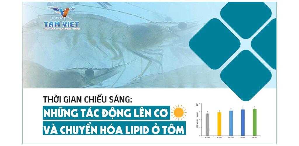 THỜI GIAN CHIẾU SÁNG: NHỮNG TÁC ĐỘNG LÊN CƠ VÀ CHUYỂN HÓA LIPID Ở TÔM