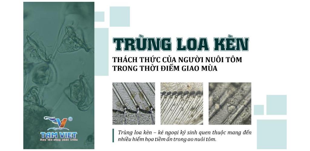 TRÙNG LOA KÈN: THÁCH THỨC CỦA NGƯỜI NUÔI TÔM TRONG THỜI ĐIỂM GIAO MÙA