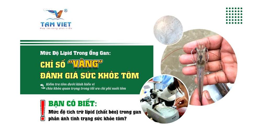 MỨC ĐỘ LIPID TRONG ỐNG GAN: CHỈ SỐ VÀNG ĐÁNH GIÁ SỨC KHỎE TÔM