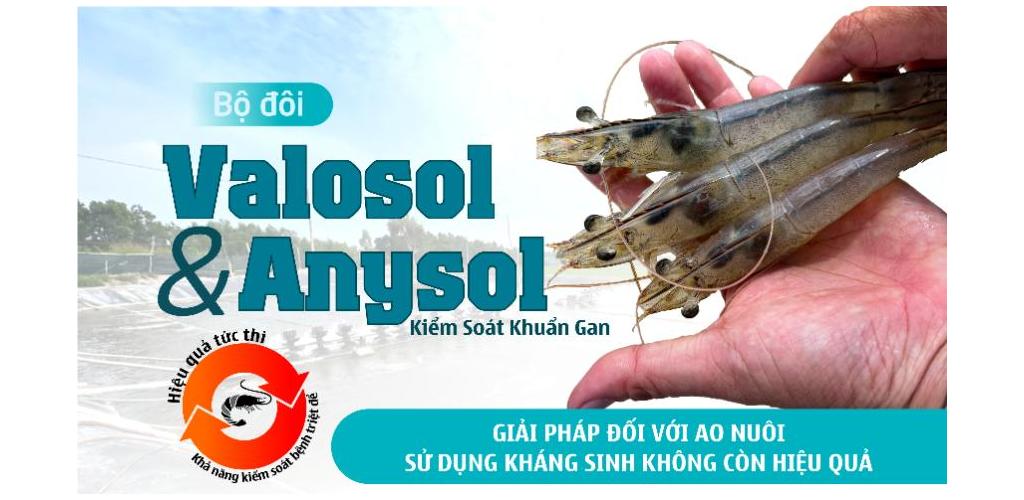 BỘ ĐÔI SẢN PHẨM VALOSOL VÀ ANYSOL