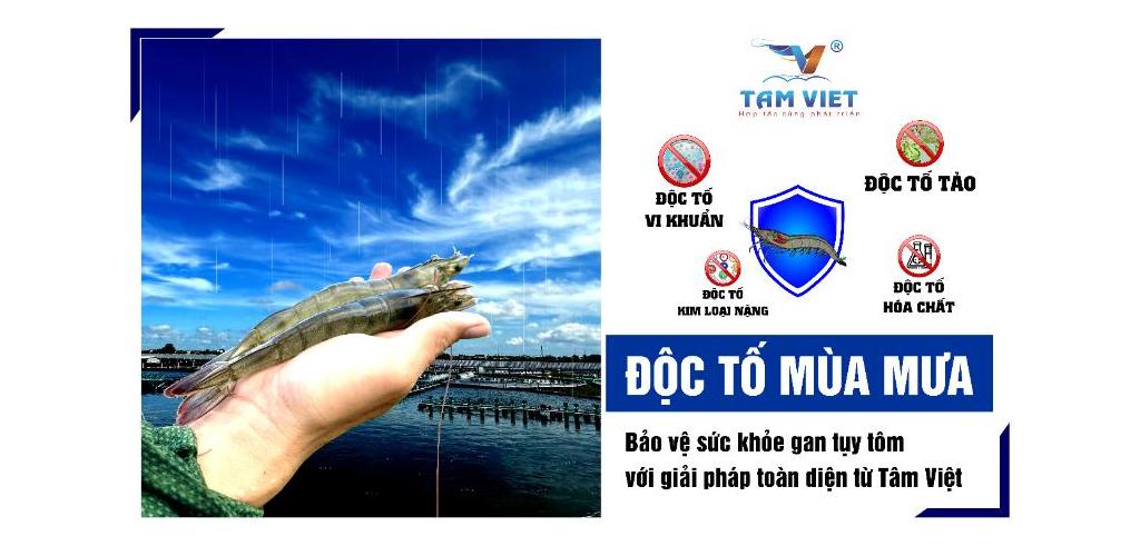 ĐỘC TỐ MÙA MƯA: BẢO VỆ SỨC KHỎE GAN TỤY TÔM VỚI GIẢI PHÁP TOÀN DIỆN TỪ TÂM VIỆT