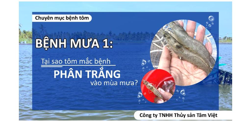 BỆNH MÙA MƯA  1 - Phân trắng trên tôm nuôi