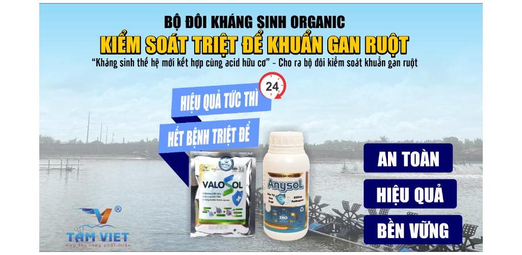 BỘ ĐÔI KHÁNG SINH ORGANIC - KIỂM SOÁT KHUẨN GAN RUỘT AN TOÀN - TĂNG CƯỜNG HỆ MIỄN DỊCH CẤP ? BẢO VỆ ĐẾN 99% ĐÀN TÔM THOÁT KHỎI GAN TUỴ VÀ PHÂN TRẮNG