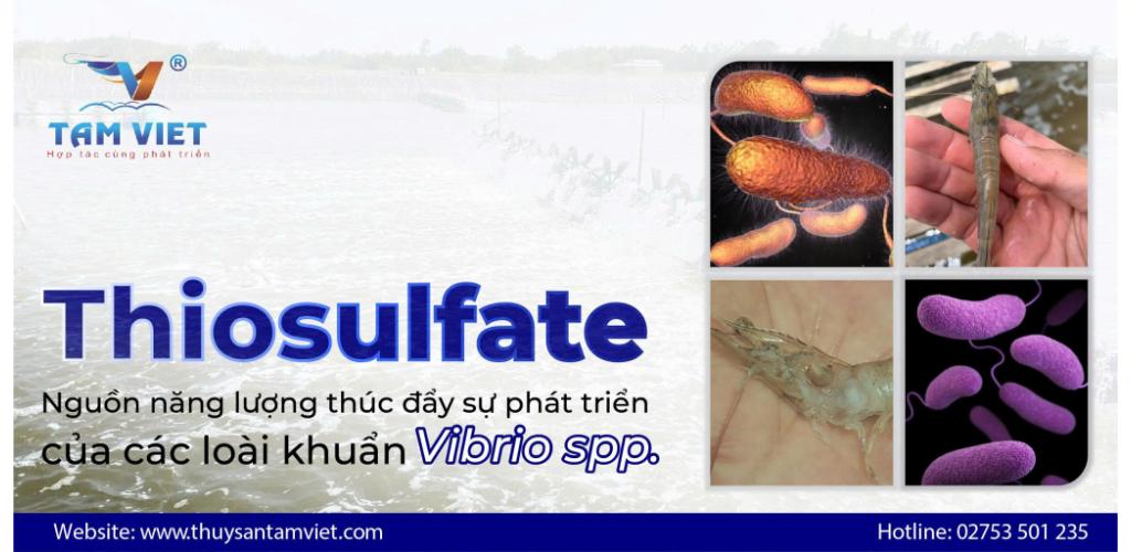 THIOSULFATE – NGUỒN NĂNG LƯỢNG THÚC ĐẨY CHO SỰ PHÁT TRIỂN CỦA CÁC LOÀI KHUẨN VIBRIO SPP.