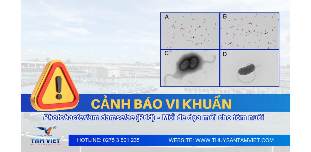 CẢNH BÁO VI KHUẨN PHOTOBACTERIUM DAMSELAE (Pdd) – MỐI ĐE DỌA MỚI CHO TÔM NUÔI CẢNH BÁO VI KHUẨN PHOTOBACTERIUM DAMSELAE (Pdd) – MỐI ĐE DỌA MỚI CHO TÔM NUÔI