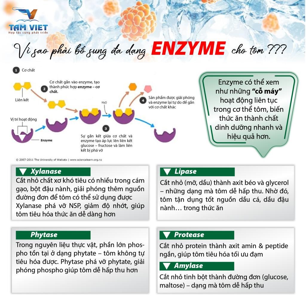 PRO ENZYME A