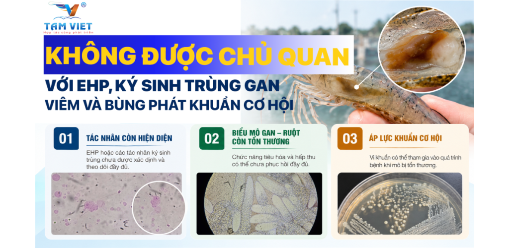KHÔNG ĐƯỢC CHỦ QUAN VỚI EHP, KÝ SINH TRÙNG GAN, VIÊM VÀ BÙNG PHÁT KHUẨN CƠ HỘI