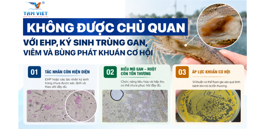 KHÔNG ĐƯỢC CHỦ QUAN VỚI EHP, KÝ SINH TRÙNG GAN, VIÊM VÀ BÙNG PHÁT KHUẨN CƠ HỘI
