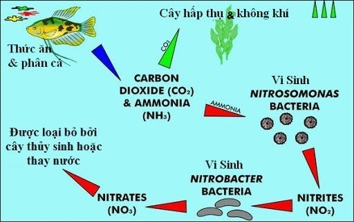 PHƯƠNG PHÁP XỬ LÝ KHÍ ĐỘC  NH3 VÀ NO2 TRONG AO TÔM