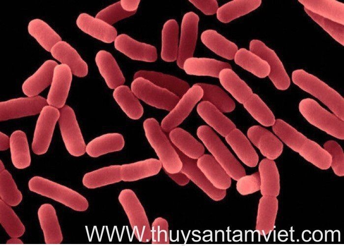 Phân lập thành công lợi khuẩn Bacillus subtilis thuần khiết về mặt sinh học