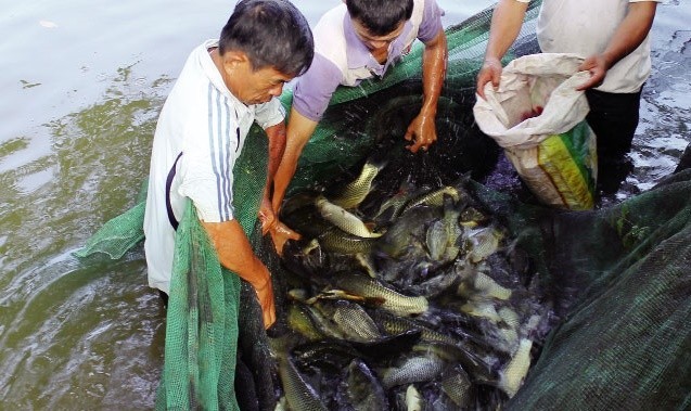 Kiểm soát sán lá gan nhỏ trong hệ thống NTTS