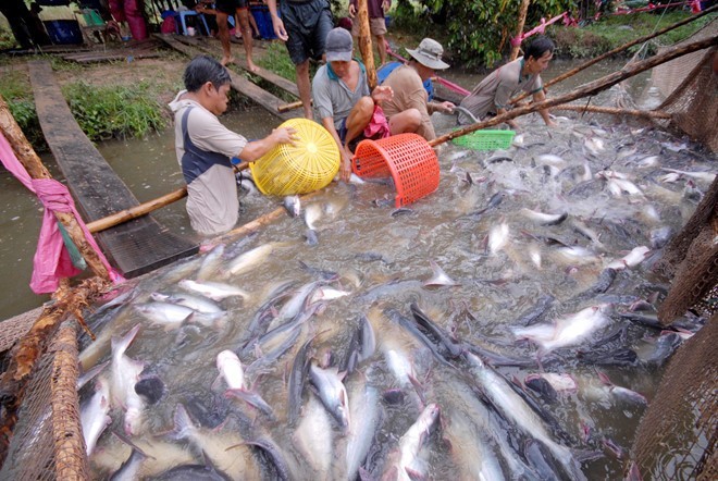 Mỹ, Trung Quốc tăng mua cá tra Việt Nam