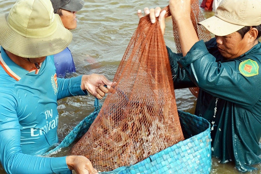 Ngành tôm Việt đón “sóng” chuyển dịch đầu tư từ Trung Quốc