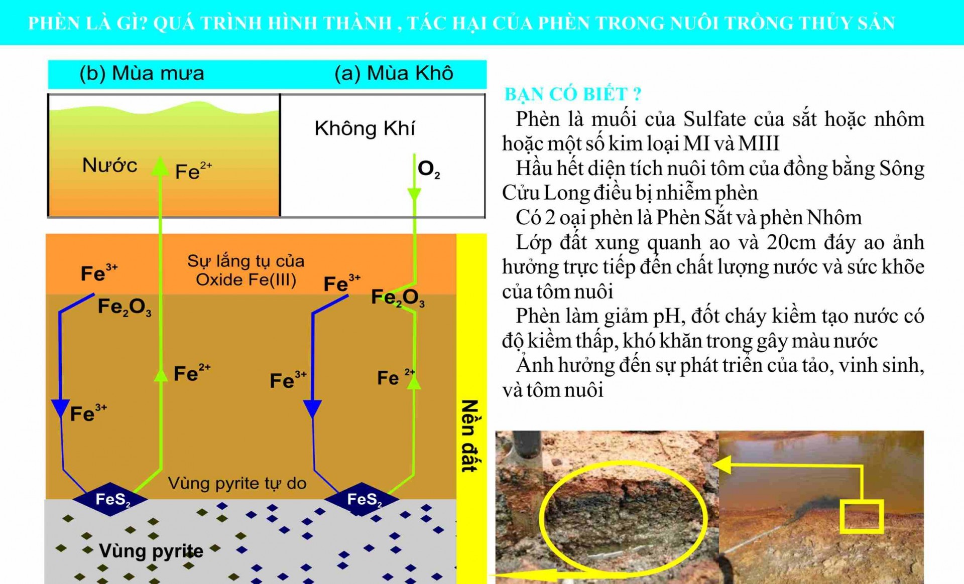 PHÈN TRONG AO NUÔI TÔM