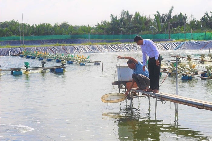 Chủ động phòng, chống dịch bệnh trên tôm