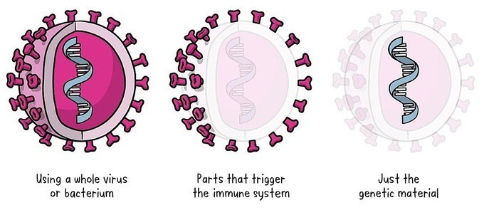 Cách vaccine chiến đấu ngừa Covid-19