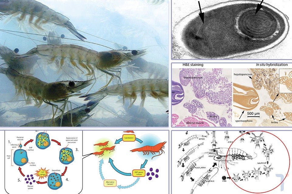Có thật là EHP lây truyền từ tôm bố mẹ sang tôm giống?