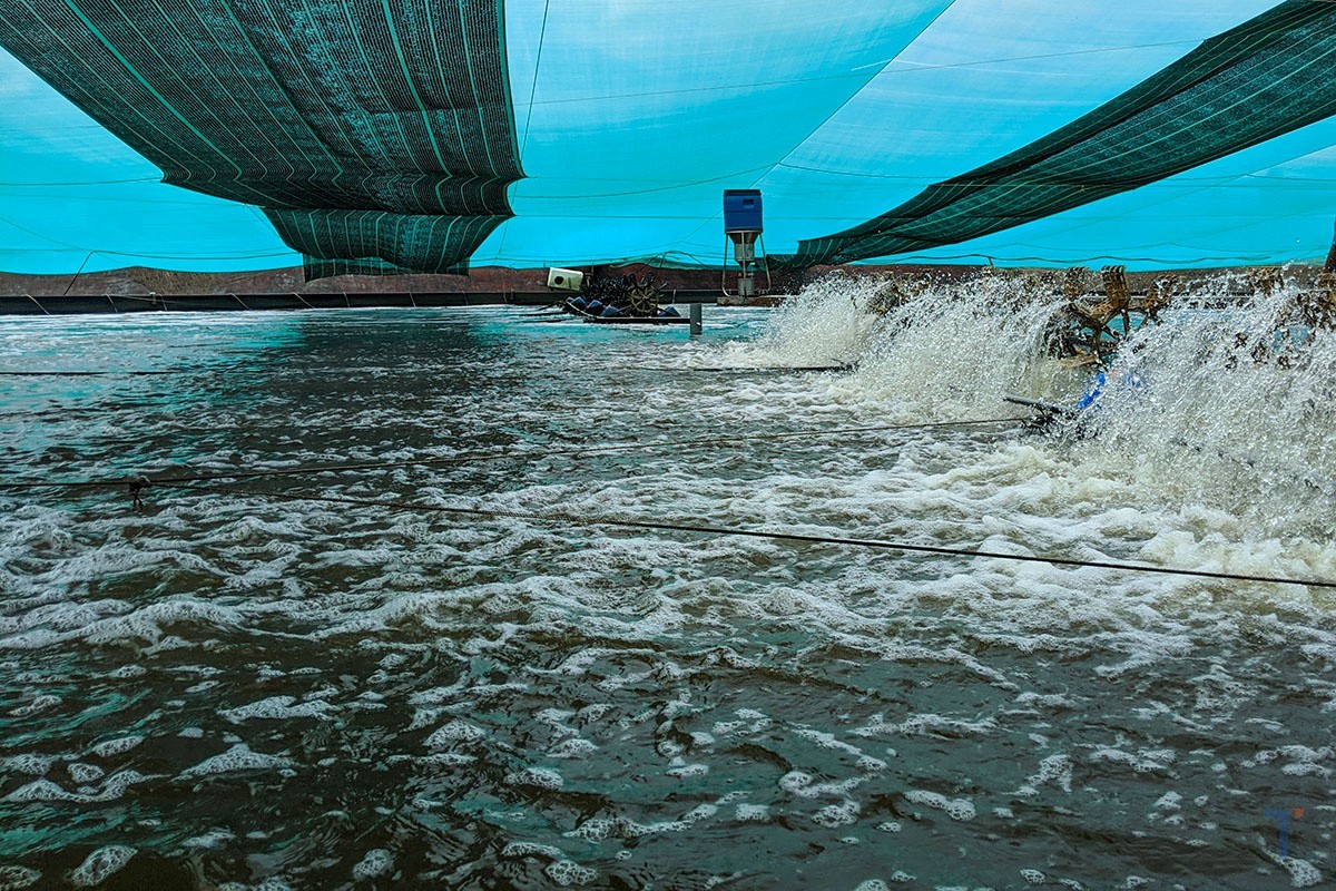 Lưu ý khi nuôi tôm thẻ ứng dụng công nghệ 4.0 kết hợp biogas