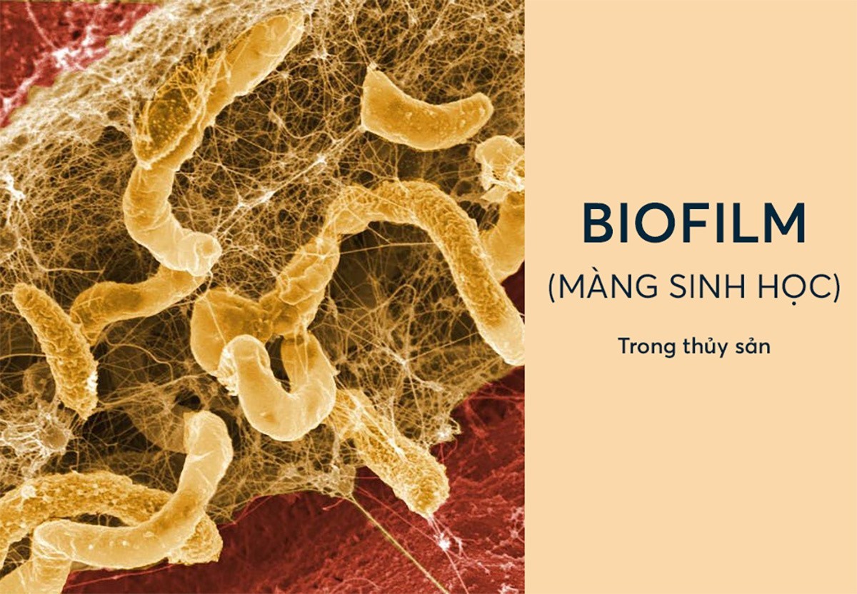 Màng sinh học biofilm trong nuôi trồng thủy sản