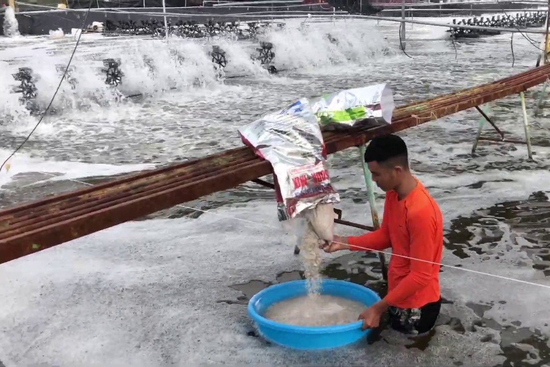 Quản lý tồn dư hóa chất, kháng sinh trong nuôi tôm nước lợ