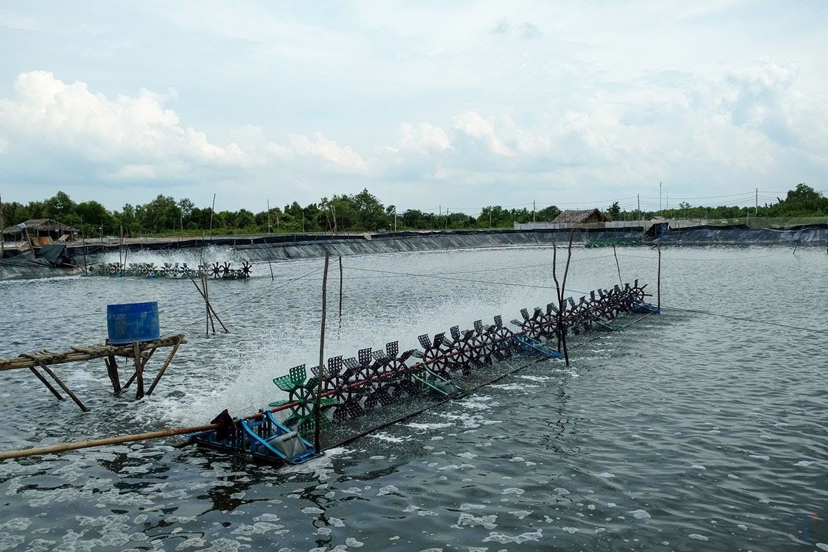 Ngành tôm vẫn còn “cửa sáng”