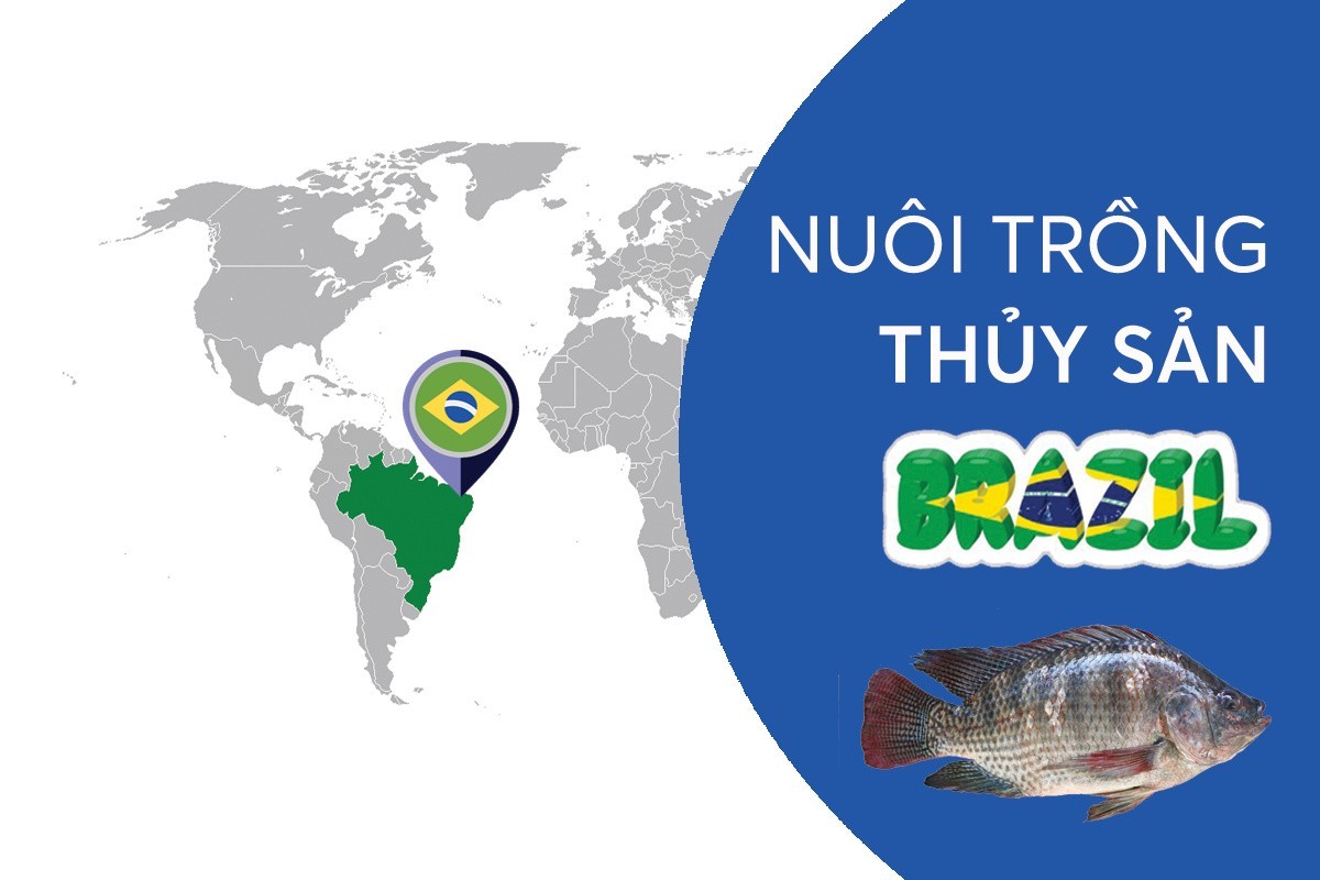 Ở Brazil, người ta nuôi thủy sản thế nào?