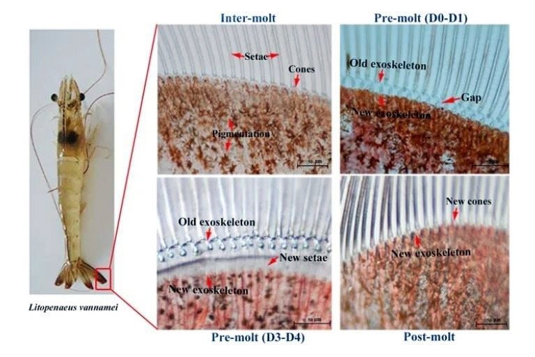 Các giai đoạn của quá trình lột xác trên tôm thẻ