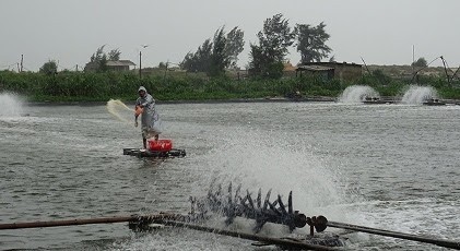 Chuyên mục: Khảo sát hiệu quả sử dụng sản phẩm  ECOMIC A100 khi phòng sự cố tôm rớt vó-lột rộ khi mưa lớn