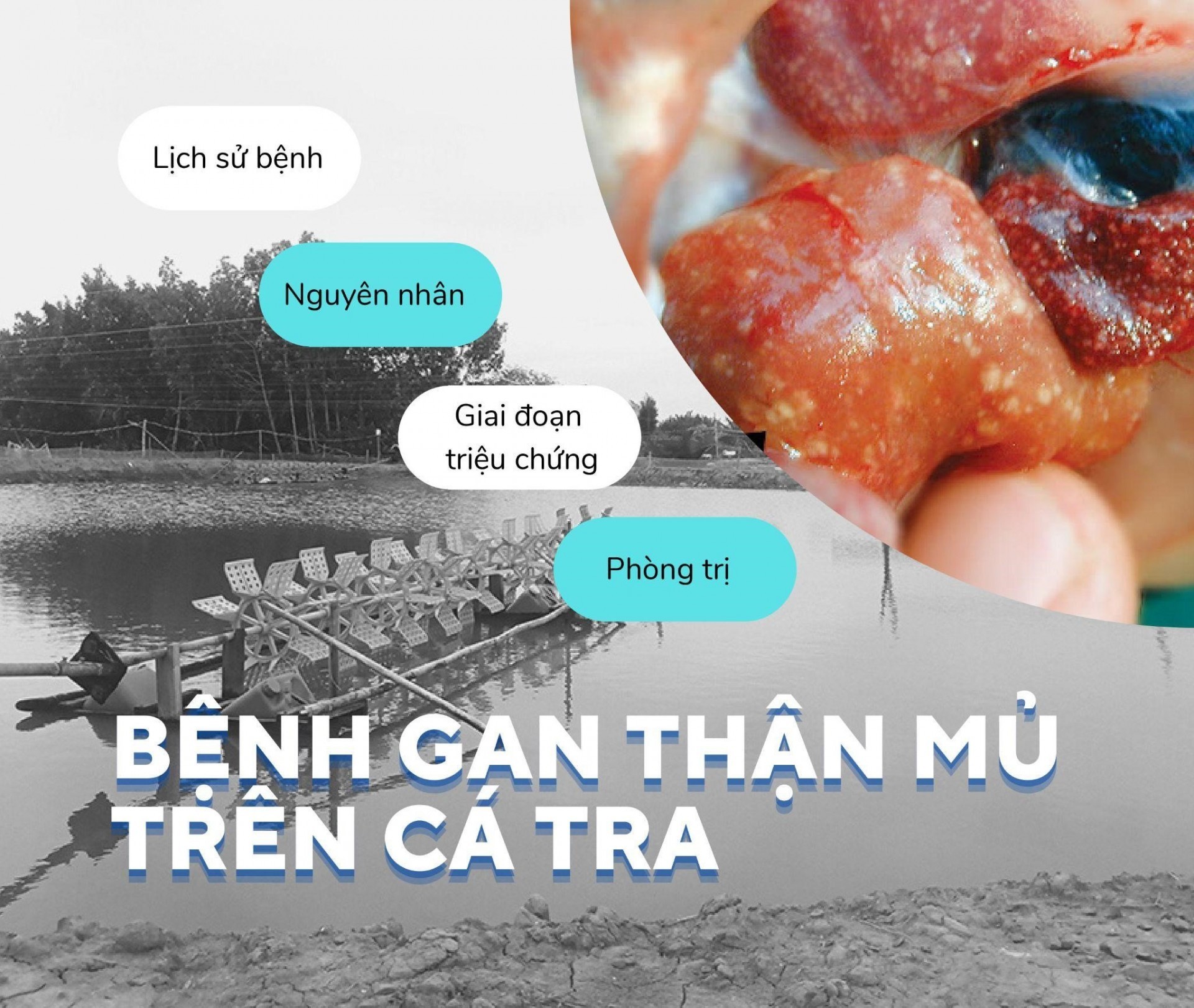 Gan thận mủ - Kẻ địch mạnh nhất của cá tra