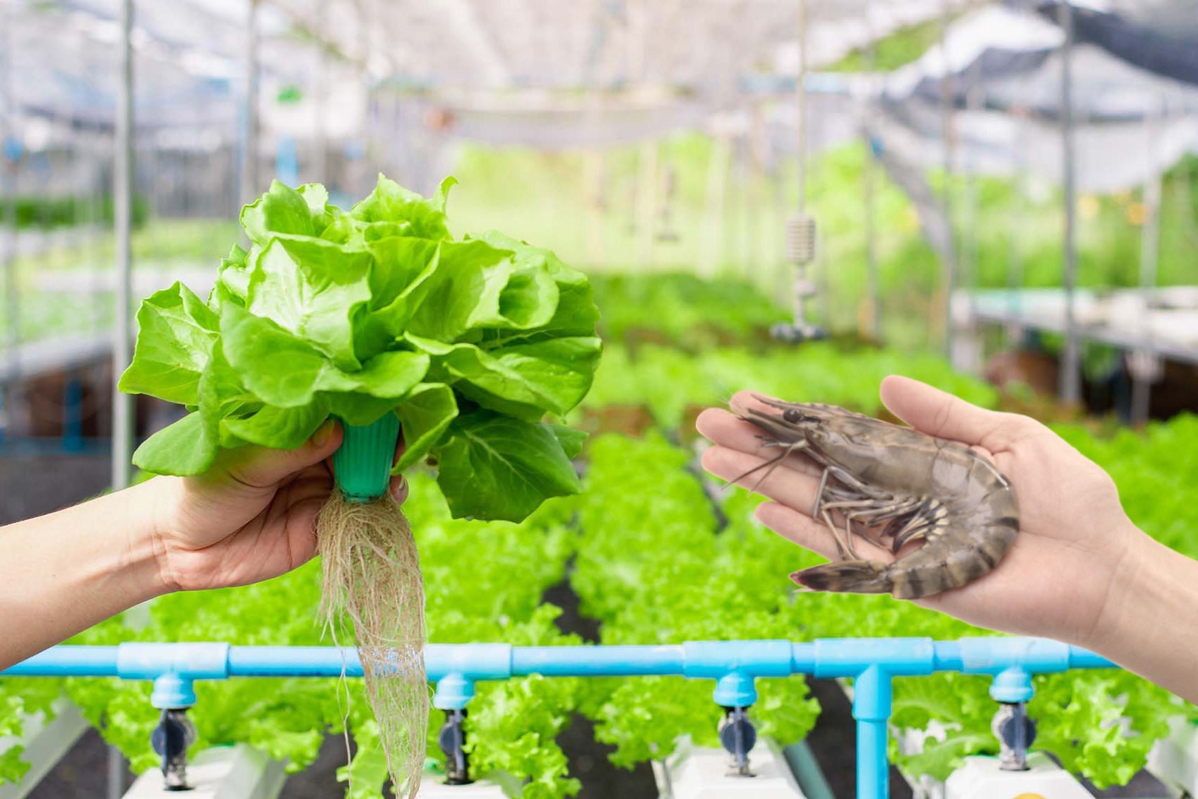 Thách thức thương mại hóa nuôi tôm công nghệ cao Aquaponics