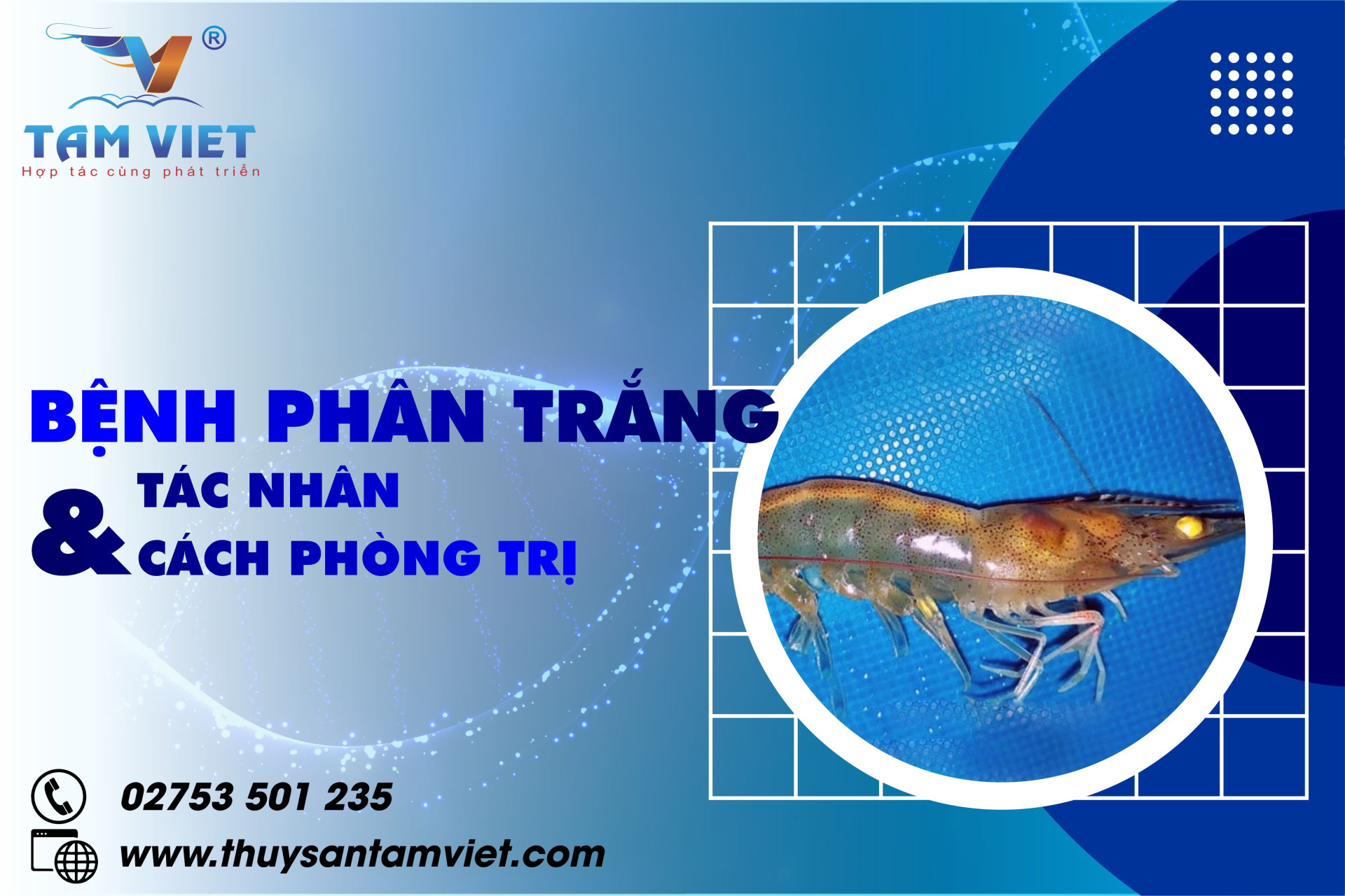 BỆNH PHÂN TRẮNG TRÊN TÔM – TÁC NHÂN GÂY BỆNH &amp; CÁCH PHÒNG TRỊ