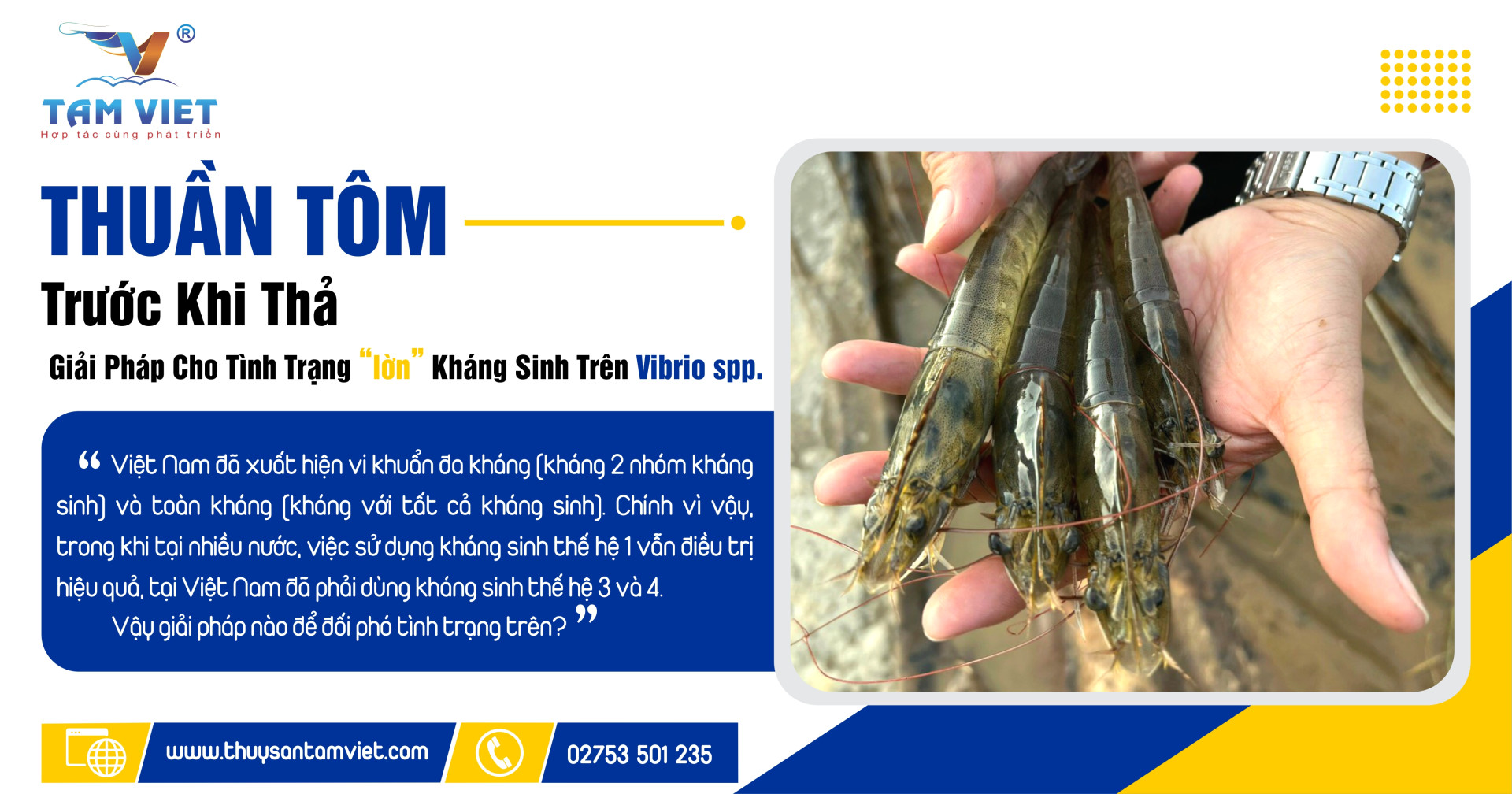 THUẦN TÔM TRƯỚC KHI THẢ - GIẢI PHÁP CHO TÌNH TRẠNG “LỜN” KHÁNG SINH TRÊN  Vibrio spp.